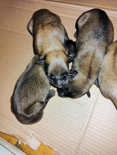 Filhote Pastor Belga Malinois