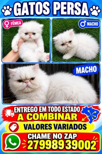 GatinhOS Persa macho e FEMEAS ,ENTREGO PARA VARIAS CIDADES ..