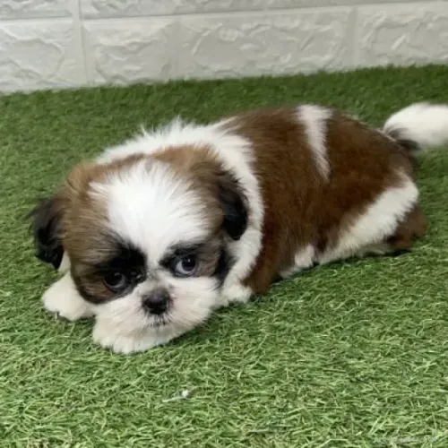 Cachorro filhote dócil e saudável Shih tzu/Shitzu