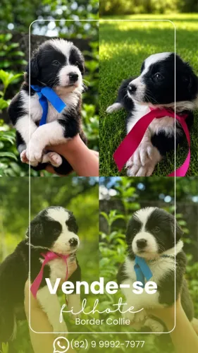 Filhotes de Border Collie 