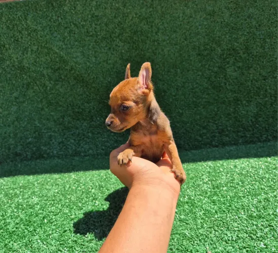 Pinscher Miniatura - Pequeno no Tamanho, Gigante no Amor