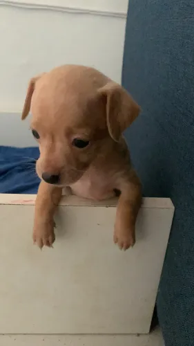 Cachorrinha