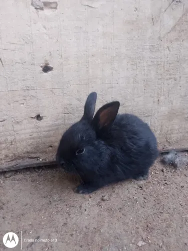 Coelhos 