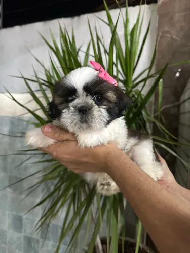 Vendo Linda filhotinha de Shih-tzu (fêmea)