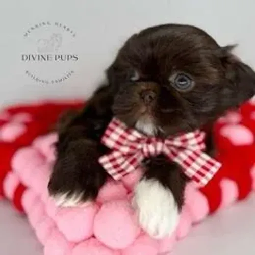 Shih Tzu,Shih Tzu Filhote Linda Linhagem Disponível