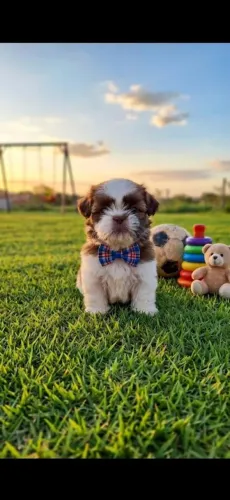 Filhotes originais de Shihtzu puro R$ 800