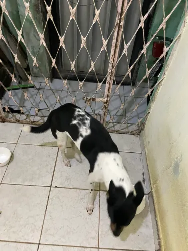 Cachorro pra adoção 