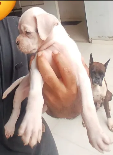 Filhote de boxer disponível pra venda.