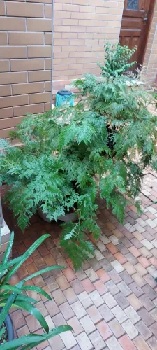 VENDO SAMAMBAIA RENDA PORTUGUESA PLANTADA NO VASO DE XAXIM LEGÍTIMO E RARIDADE