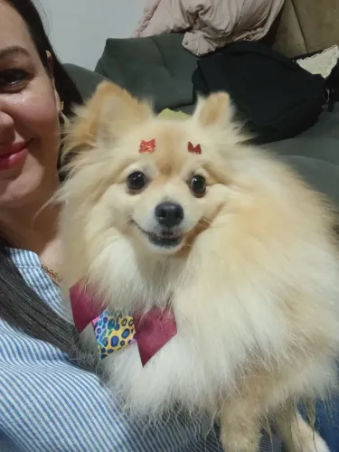 Vendo Lulu da Pomerânia