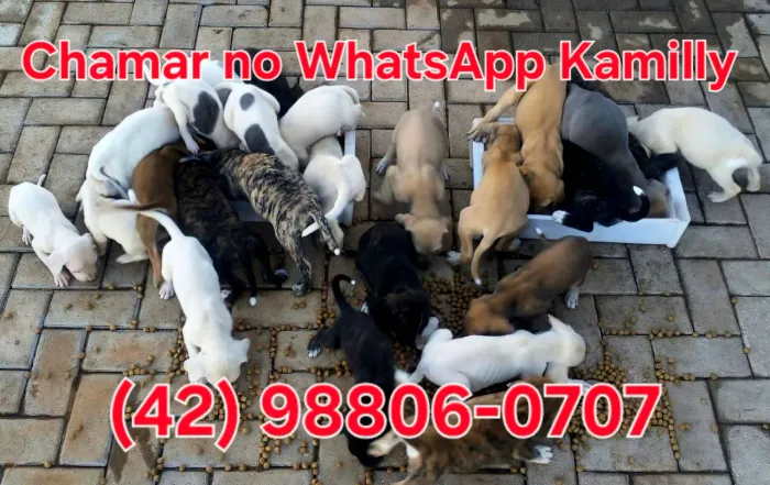 FILHOTES DE FILA BRASILEIRO MESTIÇOS
