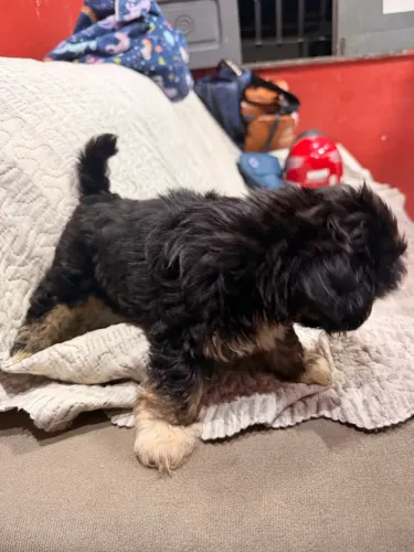 Vendo lindo filhote de shih tzu