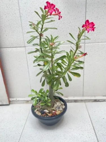 Rosa do deserto adulta