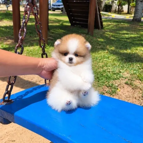 Ursinhos Anões Lulu da Pomerânia Legítimos