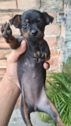 Vendo Filhotes de pinscher 0 Fêmea 