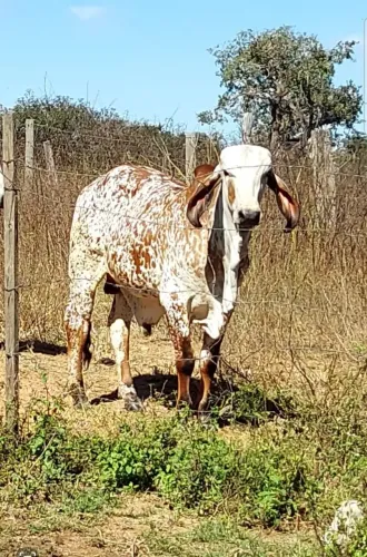 Reprodutor Gir Leiteiro