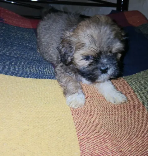 ShihTzu micro promoção
