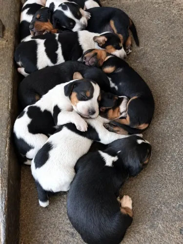 Filhote de Foxhound com Beagle