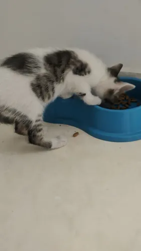 Doação de filhote de gato