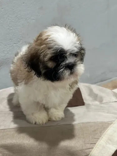 Vendo filhotes de mini Shitzu 