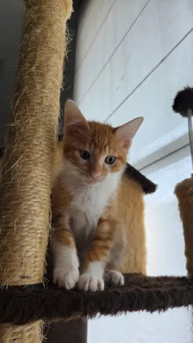Gato laranja