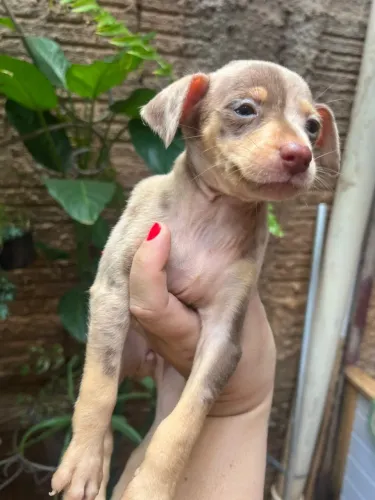 Filhote de Pinscher Fêmea Arlequim - Linda, Rara e Já Vacinada