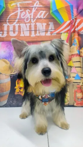 Filhote de yorkshire machinho com 7 meses 1,200 tudo em dia e carteirinha