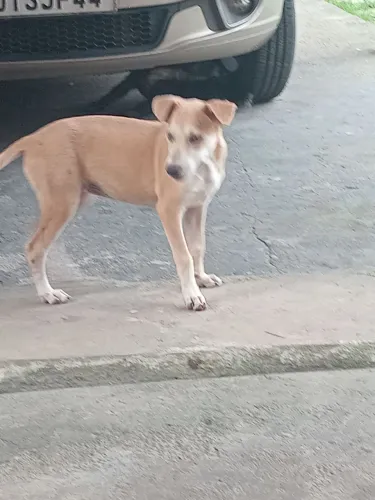 Doando cachorrinhas femia