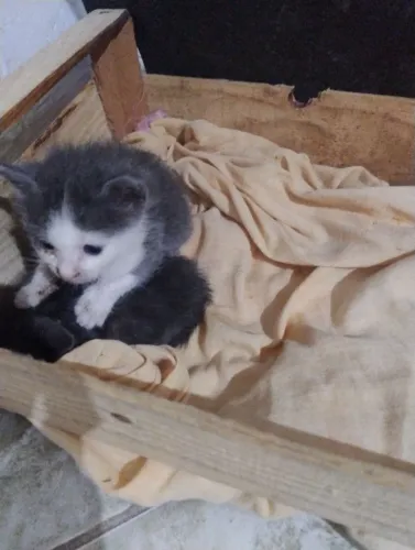 faço doação de filhote de gatos
