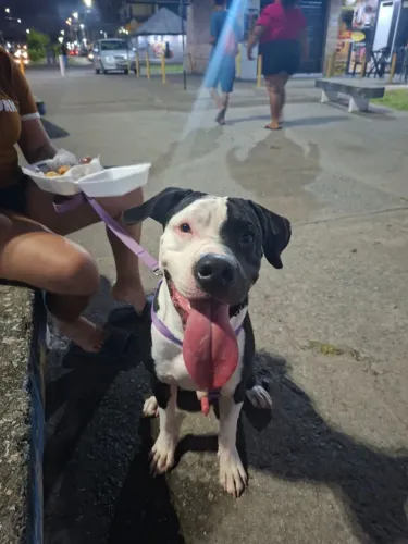 Cachorro Pitbull
