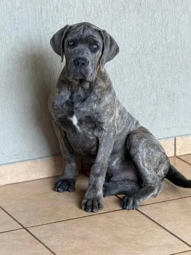 CANE CORSO ITALIANO