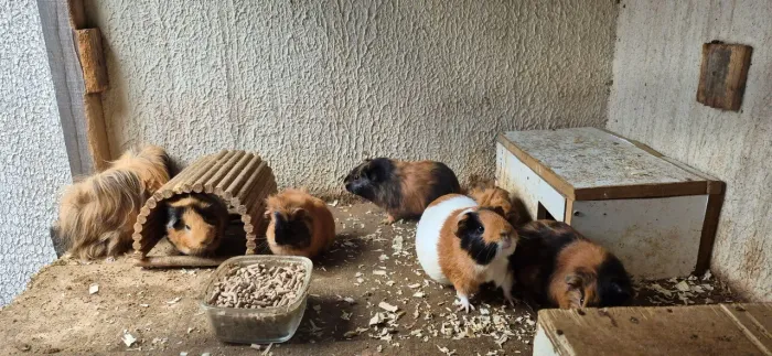 Vendesse porquinhos da Índia 