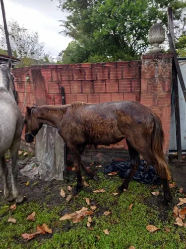 Vende-se potra mangalarga machadora sem registro 