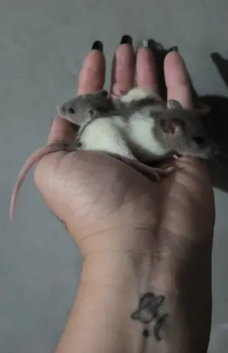 Ratinho