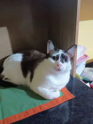 Doando gato castrado