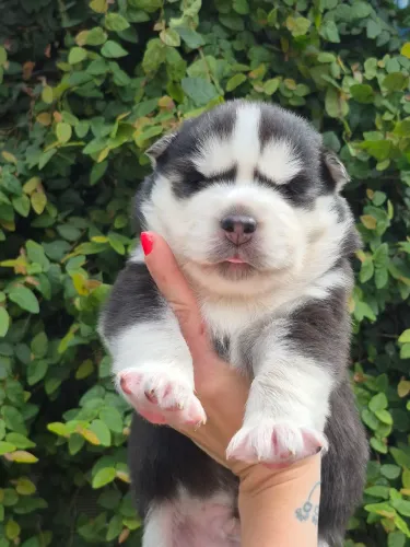 Filhotes husky wooly