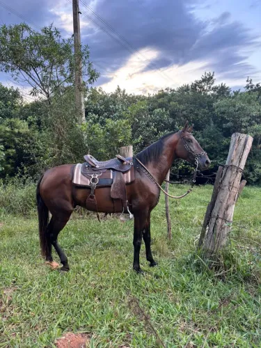 Cavalo registrado 