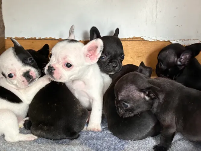 Buldogue francês disponível 
