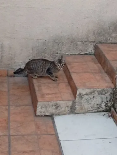 Doação de gatos