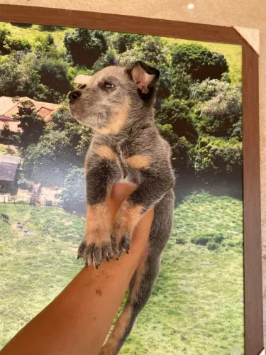 BLUE heeler fêmea