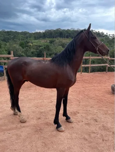 Cavalo mangalarga marchador 