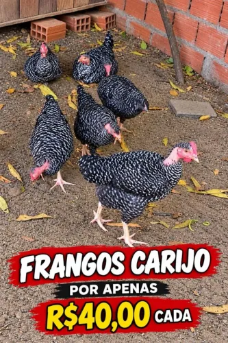 FRANGOS A VENDA 