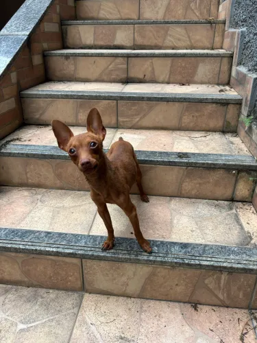 Cachorro  Pincher 