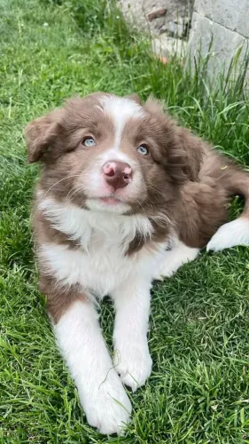Filhote de Border Collie Para Quem Busca Um Companheiro Especial