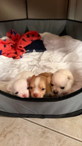 Chihuahua Filhote 