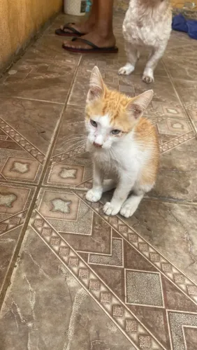 Gatos para adoção 