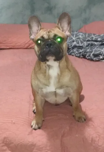 Buldogue francês 10 meses 