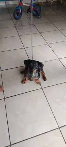 Vendo cobertura de salsicha Merle