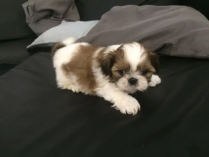 Shih tzu Cãozinho para quem procura uma oportunidade diferenciada