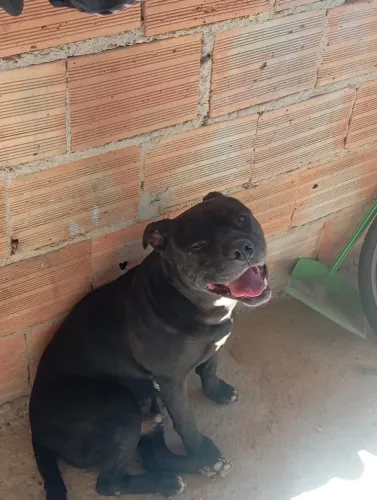 Pitbull para doação